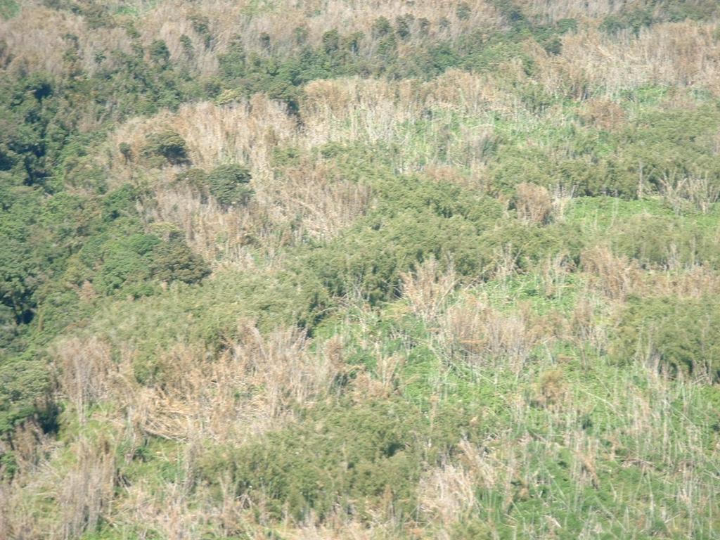 NATURAL VEGETATION SUCCESSION IN THE MOORLAND OF MOUNT KENYA Monitoring