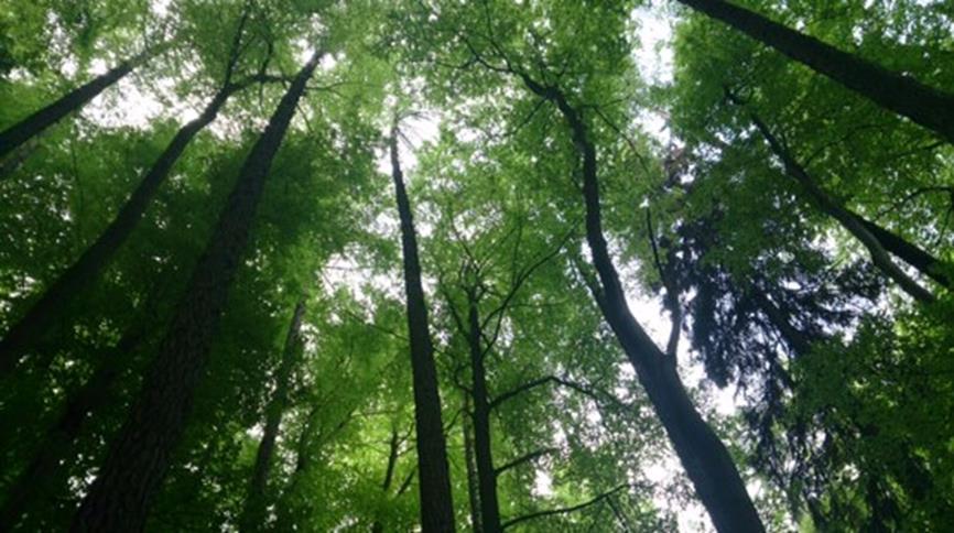 3.6. PRILAGODBA ŠUMARSTVA NA KLIMATSKE PROMJENE 3.6.1 Prilagodba - produktivnosti šuma Klimatske promjene utječu na rast i proizvodnju šume izravno kroz povećanje koncentracije CO 2 i promjene u