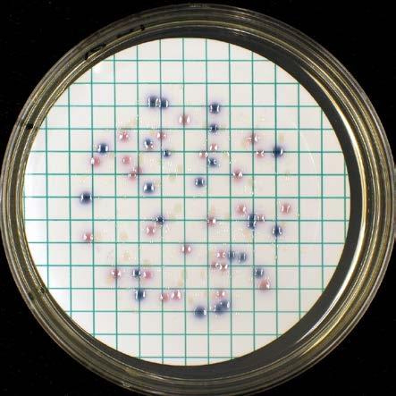 Agar, 7 C 1 ml 1 ml m-enterococcus Agar, 7 C m-pseudomonas CN Agar, 7 C