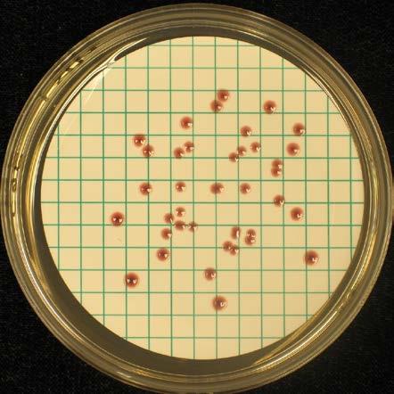 m-enterococcus Agar, 7 C m-pseudomonas CN Agar, 7 C 1 ml, 2