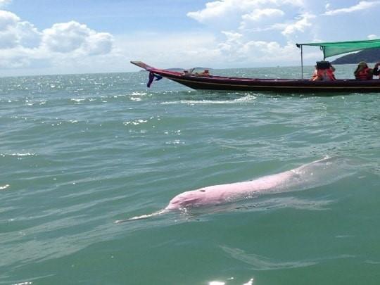 Khanom Beach 7 (Source: https://southeastasiabackpacker.com/destinations/thailand-2/the-islands/khanom/) The icon attraction for Khanom is the pink dolphins colony which patrols the cost every day.