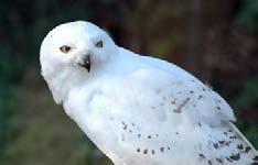 Snowy owl 2009 Mayo County Council Text 2009 Michael Viney This publication is available to purchase from The Heritage Officer Mayo County Council Aras an Chontae Castlebar Co.