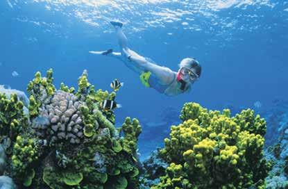REEF & RAINFOREST ESSENTIALS From $ 470 * Great tropical highlights package with tours to the reef and