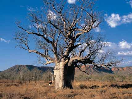 Boab Tree Lunchtime with Heritage Tours Welcome to Heritage Tours Specialising in accommodated Tours and camping safaris in Outback Australia HERITAGE TOURS Heritage Tours is a Cairns owned and