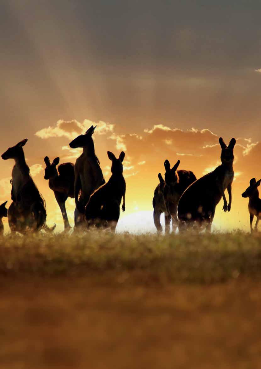 Let the sights and sounds of Australia and New Zealand come to you. Natural Focus Safaris, wilderness your way.
