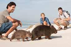 Wildlife enthusiasts will enjoy nature-focussed itineraries such as Top End Highlights (p11), Australian Wilderness and Wildlife (p13), Bay of Fires Lodge Walk (p25), Highlights of Victoria (p20).