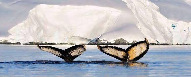 10 Polar Circle Air-Cruise 10 DAYS / 9 NIGHTS Flying over Cape Horn and the mythical waters of the Drake Passage, Antarctica21 takes you to one of the most spectacular and remotest places on earth