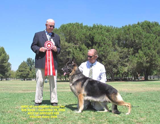 ELVASTON S NATIONS CUP, TC DL830513/01 9/21/99 (Canada) (Male) Breeder: Audrey Marsh Sire: Ch.