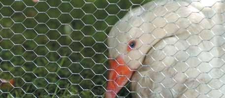 Hex Netting Measurement: and around Netting RanchGuard Aviary Netting 1/2" Confinement and protection for birds, rodent control 1/2" Twisted Hex is strong and flexible.