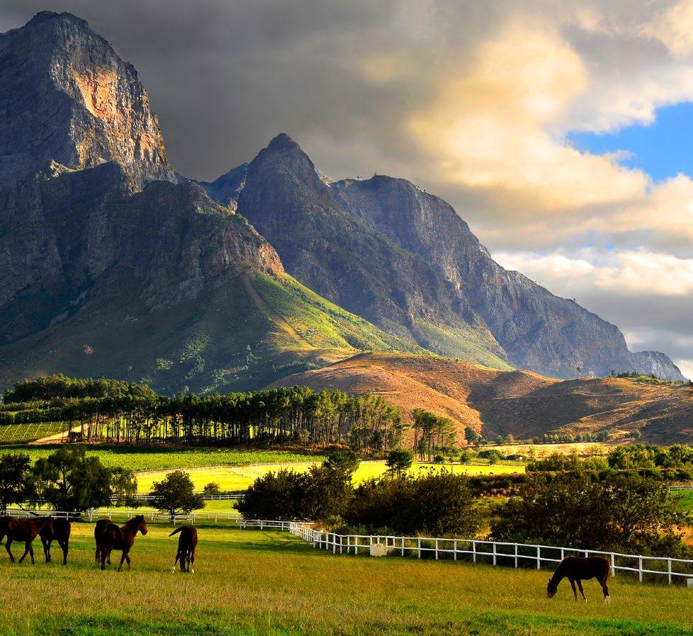 FRANSCHHOEK TOUR An easy 50-minute drive will take you to the beautiful town of Franschhoek, the gourmet and wine capital of South Africa.
