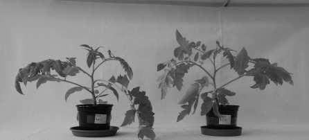 Slika 2: Hmelj (levo neokužene rastline; sredina