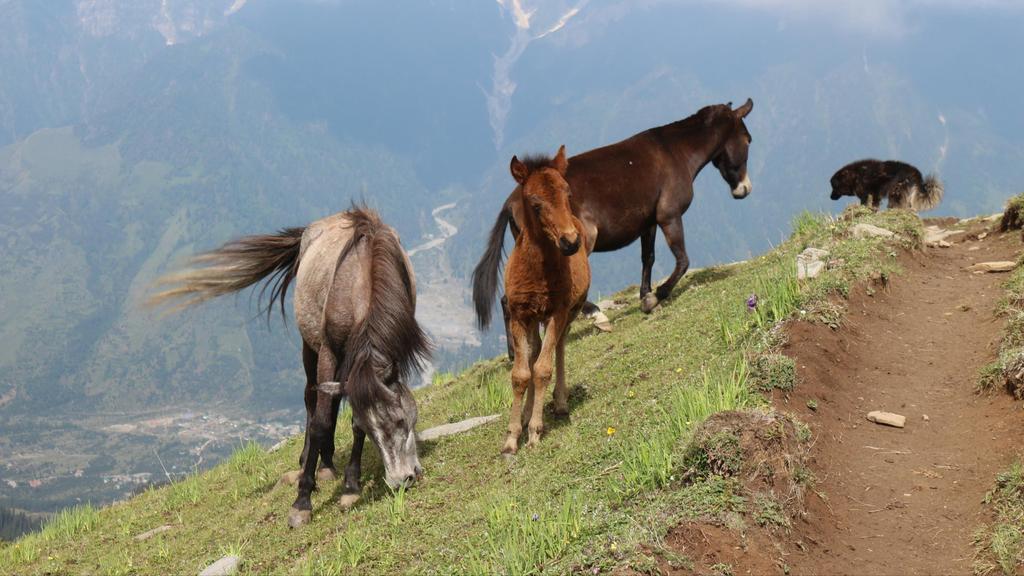 The Himalayan Breed Undoubtedly the life-line in mountains, Horses