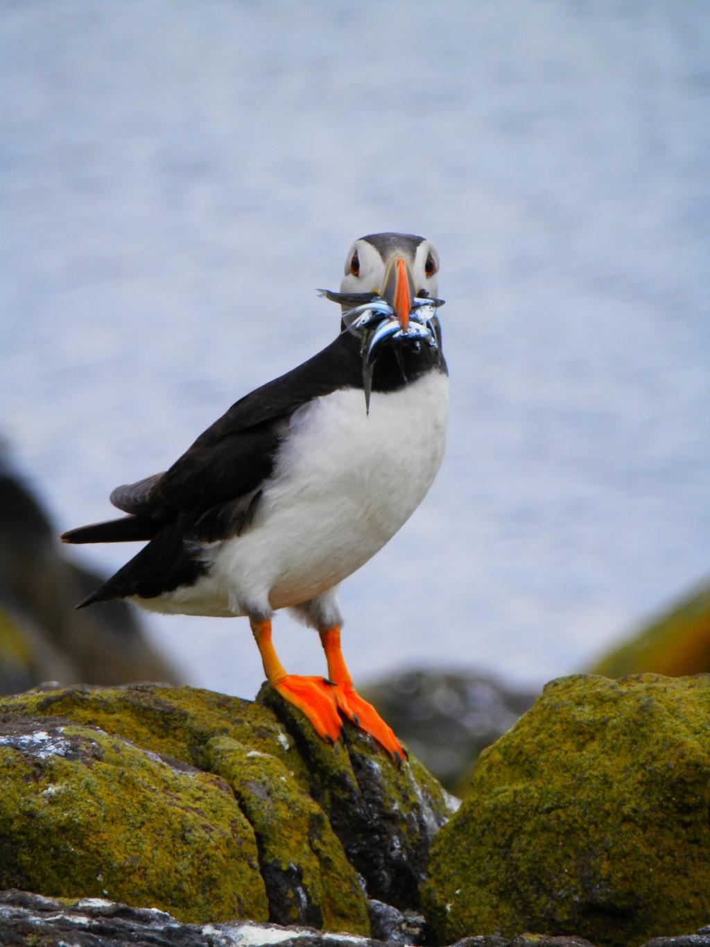 02 OCEAN TOURS a. Gatherall s Puffin and Whale Watching Tour: 90-minute tour of the Witless Bay Ecological Reserve. Tours depart at 10:30am and need to be booked in advance.