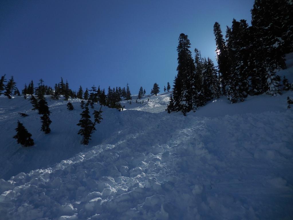 avalanche path. Elev 4440 ft.