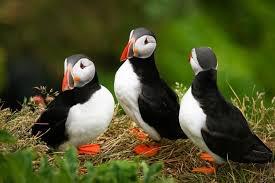 expert wildlife guide on the Isle of Mull, an awesome boat trip to a Puffin colony, unexpected cultural delights and accommodation in truly idyllic and authentic small island hotels and guesthouses.