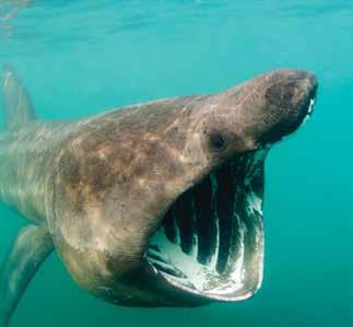 Basking Sharks, Whales and Dolphins (Full day tour) Magnificent basking sharks, join from Oban or Tobermory, in water experience or watch from on board.