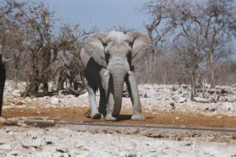 Day 16 Etosha National Park After breakfast you will drive through the park to the Halali