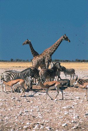 Day 18 Hobatere After breakfast it will be time to say goodbye to Etosha National Park and drive to