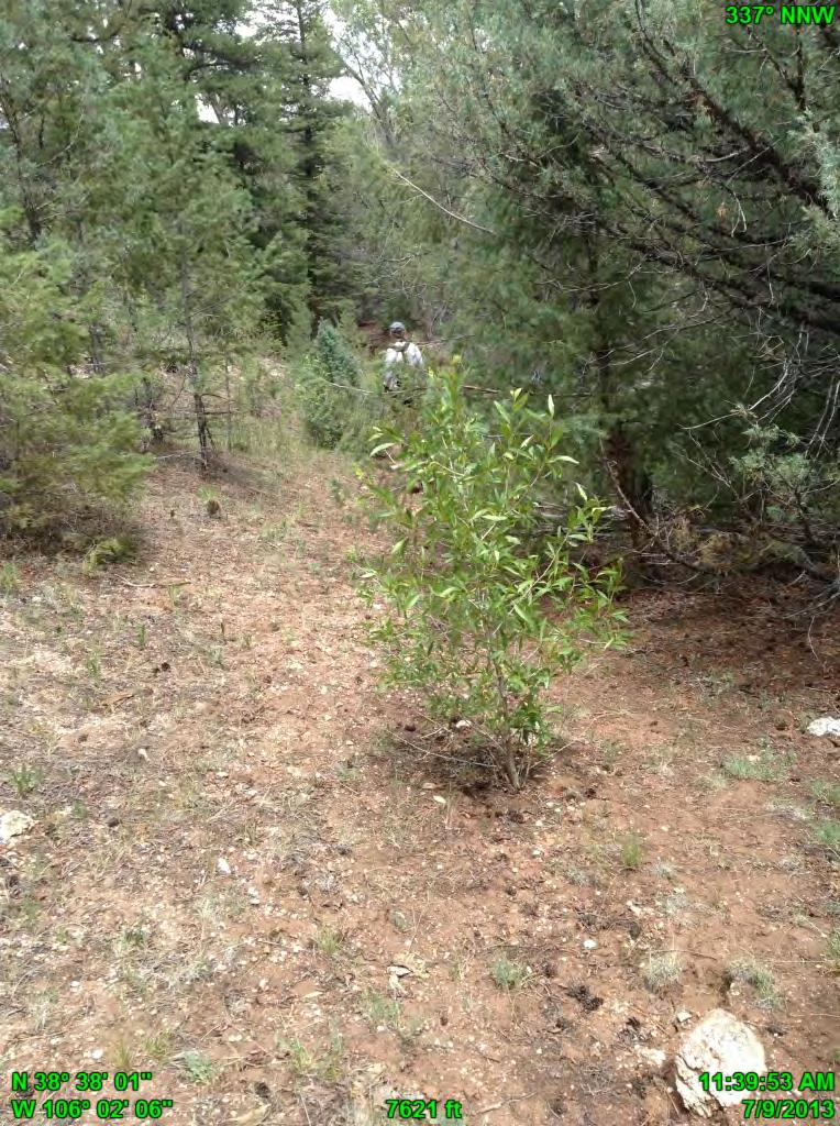 Ponderosa pines observed at higher