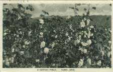 Yuma A Cotton Field.