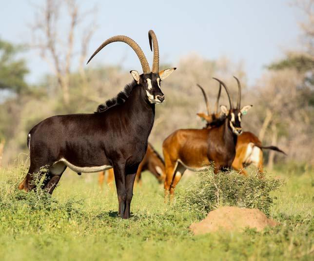 genus of antelopes,