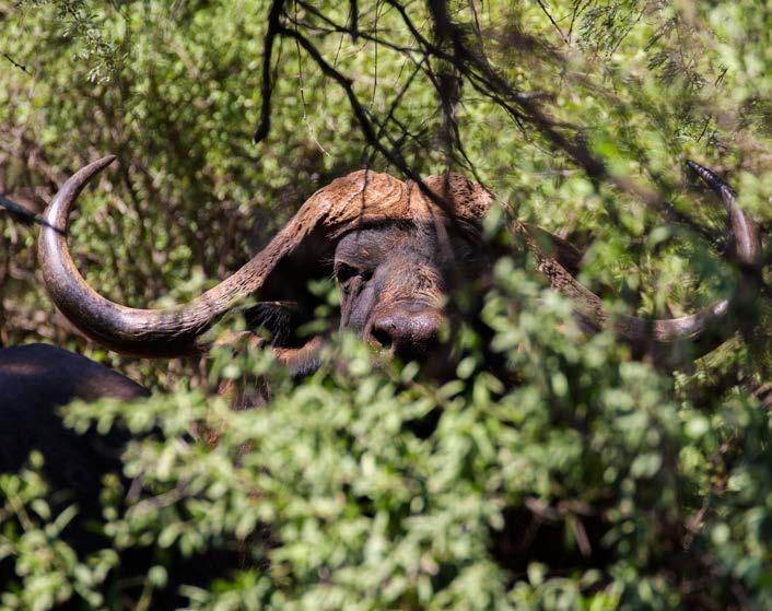 Horison an African buffalo bull (Syncerus caffer). A quarter share in the buffalo bull, Horison, was auctioned off for R44m at a Piet du Toit auction on 13 February 2016.