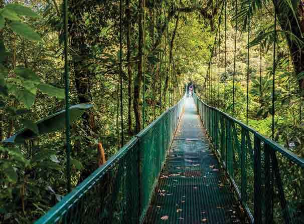 Monteverde Cloudforest, Costa Rica NEW!