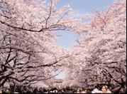 16:00 Ueno Park One of Japan's most crowded, noisy and popular spots for cherry blossom parties, Ueno Park features more than 1000 trees along the street leading