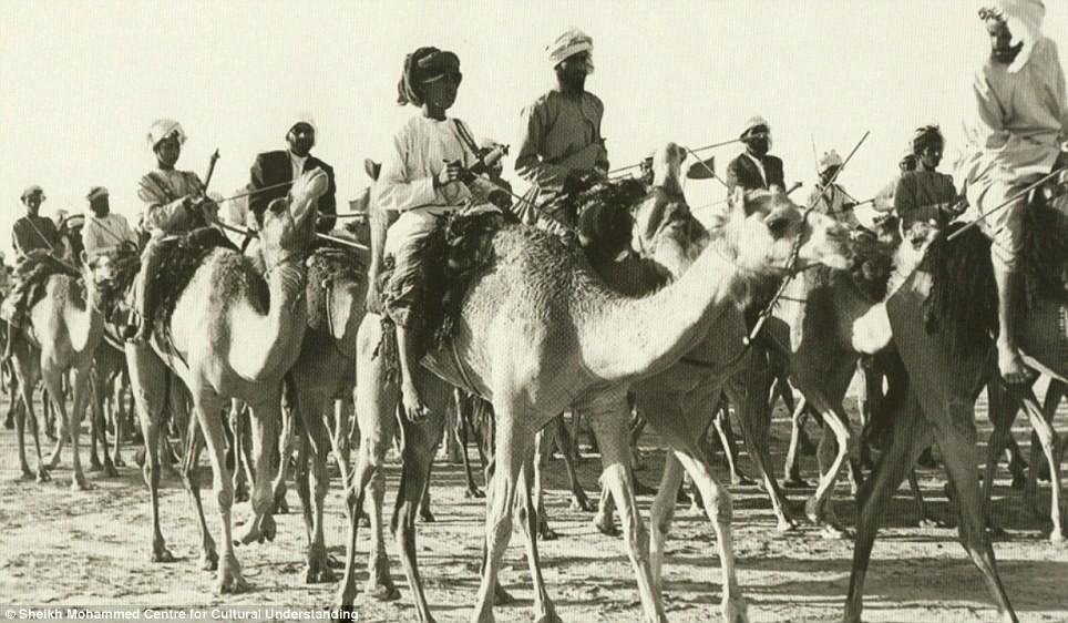 A camel caravan ambles through Dubai: It was not until the