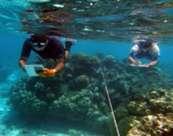 CRISP FINALITY : Support sustainable management and conservation of coral reef in the Pacific