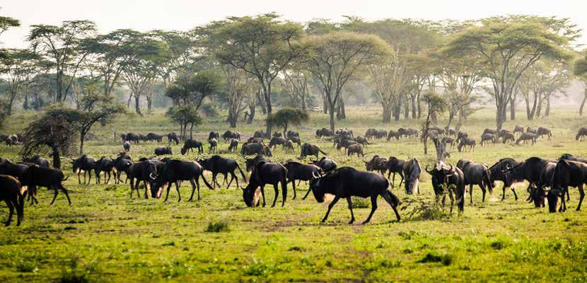 GAME VIEWING AND ACTIVITIES The famous wildebeest migration will pass through all three of our locations throughout the year.