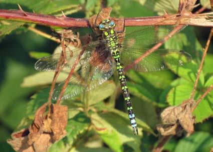 Dragonflies of the Pocklington Canal This article follows on from my account of Damselflies of the Pocklington Canal that appeared in the previous issue of Double Nine.