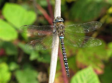 (paired spots can be seen along the top of the rest of the abdomen). A distinct yellow or green triangle on top of the second abdominal segment may cause confusion with the Migrant Hawker.