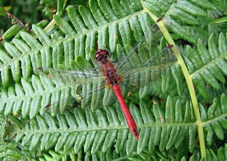 Ruddy Darter (Sympetrum sanguineum) Flight period: early June to early October (peak numbers mid-july to mid-september).