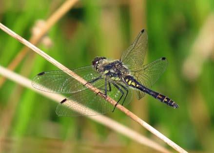 The abdomen of a mature male Ruddy Darter is a deep red colour and appears to have a distinct waist because the tip of the abdomen swells out into a slight Ruddy Darter, male club-shape.