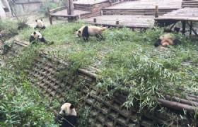 Day 04 Jiuzhaigou to Chengdu to Kunming (All by flight) Detailed Itinerary: Today you will be taking a flight to Chengdu then you will be transferred to Chengdu Research Base of Giant Panda Breeding