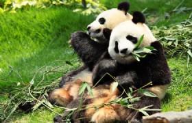 Attractions & Activities:Chengdu Resech Base of Giant Panda Breeding Grand Park Hotel or similar 5 star Luxury Jinjiang Int l Hotel or similar 4 star Deluxe Camellia Hotel or similar 3 star Tourist