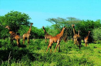 21 July Full day Serengeti Full day of game drives in the Serengeti. Overnight in your special camp.