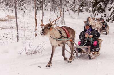 reindeer caravan move when connected by a rope to each other. The old fashioned Lappish way. Coffee and snack served in a kota. Included: Reindeersafari, coffee and snack, safari outfit approx.