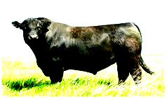 WELCOME! To the 30th Annual North Dakota Angus Association BULL TEST SALE SELLING 55 Angus Bulls Cattlemen!