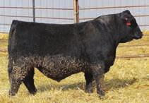 48 Also Selling 50 Replacement Heifers Hilltop Allied 6262 1 reg