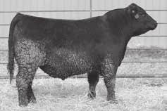 11 103.28 Pathfinder cow produced from our ET program. 2153 is the top performing cow of her flush sisters. 2nd dam had a WR of 8@107.