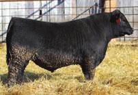 31 Annual Production Sale Tuesday April 11, 2017 Lewistown Livestock