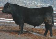 11127 daughter with 2 WR 120. A Real Tank of a Bull!