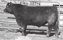 9 +62 +26 +107 +0.17 +0.31 5 NR 103 Same cow family as lot 5. 3rd dam is the donor dam of lot 5. Moderate birthweight and high performing bull. Dam is moderate framed and perfect uddered.