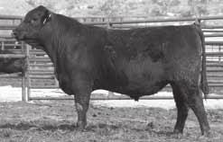 1400 37 +4.2 +55 +27 +93 +0.59 +0.54 na 44 Just may be the thickest bull to sell in the sale this year. Donor dam. Sire is also the sire of Connealy Black Granite. Owned with Williams Angus.