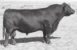 Females are the best we have ever had. Will improve length, volume and depth, fleshing ability, performance, scrotal and maternal. One of the more popular bulls in the breed.