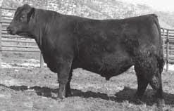 1 Hilltop Granite 3215 1 1 tattoo: 3215 reg: 17631808 calved: 2/2/13 Connealy Consensus Connealy Consensus 7229 Blue Lilly of Conanga 16 Connealy Black Granite S A V Bismarck 5682 Eura Elga of