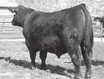 69 1 NR 122 4 3215 is as good of a bull as we have ever raised. He has the pedigree, performance, and phenotype to be a herd and breed changer.