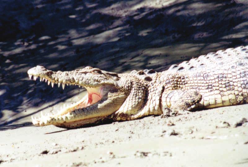 You certainly won t want to miss the chance to see crocodiles in the wild. Sample some bushman s billy tea and damper for morning tea, followed by a tradional Aussie BBQ lunch.